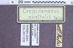 Etiketten zu Crepidomenus australis (NHMW-ZOO-COL-0011232)